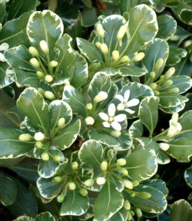 Pittosporium tobira 'Variegata'